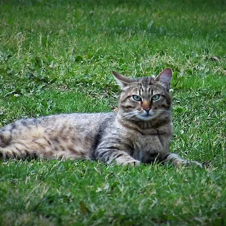 Дом отдыха Maenni Farm House Eoste